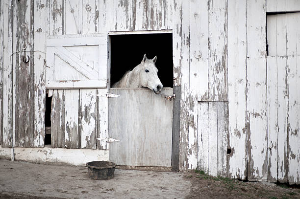 istock Rustic Barn Door with White Horse 183820370