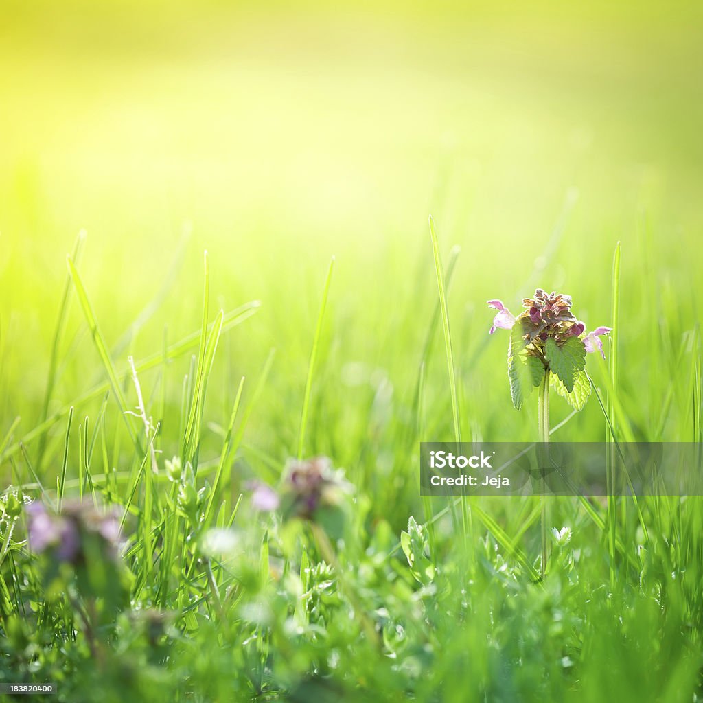 Fiori selvatici nella splendida mattina - Foto stock royalty-free di Ambientazione esterna