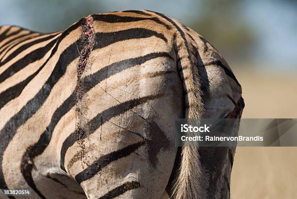 자선단체에서 Zebra 0명에 대한 스톡 사진 및 기타 이미지 - 0명, 남아프리카공화국, 동물