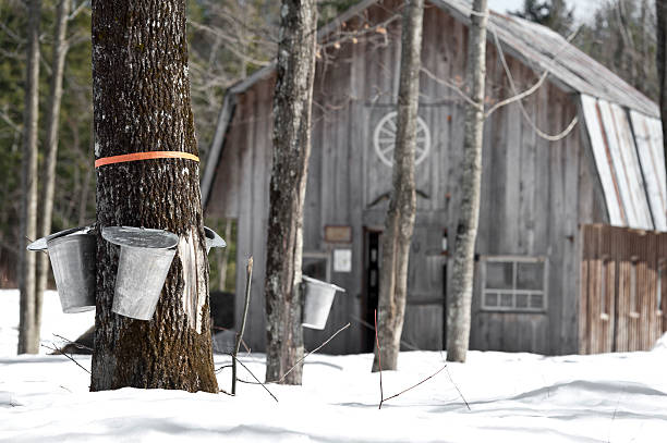 ahorn bäume im frühling, cabane eine sucre - maple syrup tree sap stock-fotos und bilder