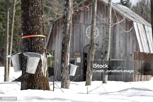 Кленовые Деревья Весной Cabane A Сукре — стоковые фотографии и другие картинки Кленовый сироп - Кленовый сироп, Ланодьер, Клён