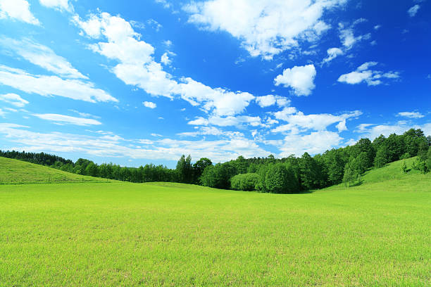 istock Green Field, Blue Sky  - Summer Landscape 183820646