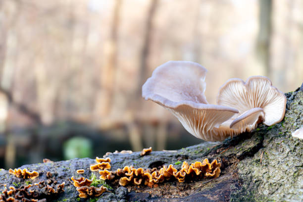 Oyster mushroom grow on a fallen tree