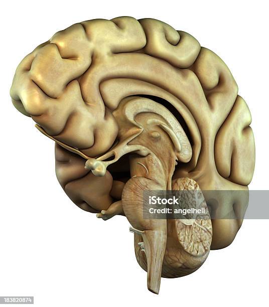 Photo libre de droit de Hémisphère Droit Du Cerveau Humain banque d'images et plus d'images libres de droit de Anatomie - Anatomie, Biologie, Cerveau humain