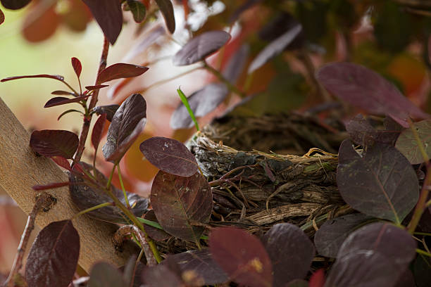 spring nest stock photo