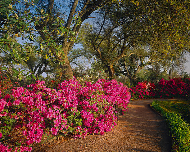 istock Southern Woodland Garden 183821259
