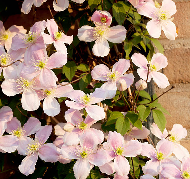 istock Clematis montana against Wall in Morning Light 183821315