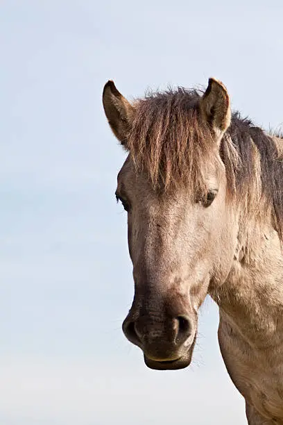 "close-up of a konik horse, copy space - for more horses"