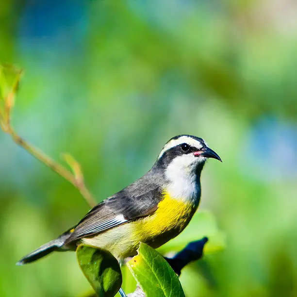 The Bananaquit is a small and generally common bird attaining an average length of 11 centimetres (4.3 in), found in warmer parts of the Americas. The photo was taken in the large protected refuge of Central Bluff, in Cayman Brac. Cayman Islands. 