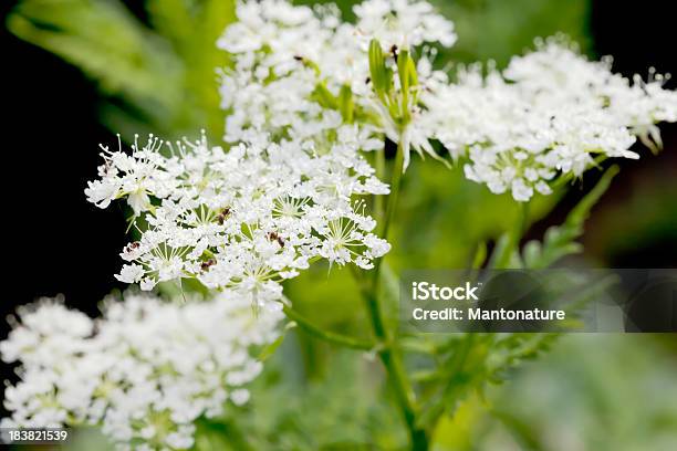 Сад Кервель Anthriscus Cerefolium — стоковые фотографии и другие картинки Без людей - Без людей, Белый, Время года