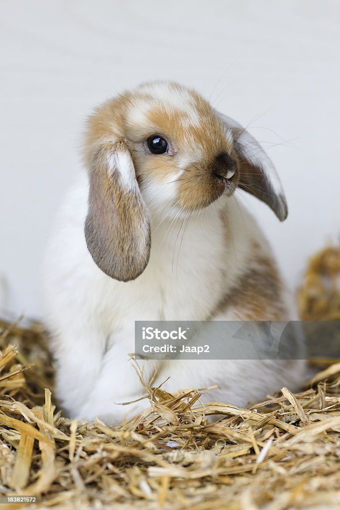 Портрет молодой внутренних Кролик сидит на соломы - Стоковые фото Кролик - животное роялти-фри