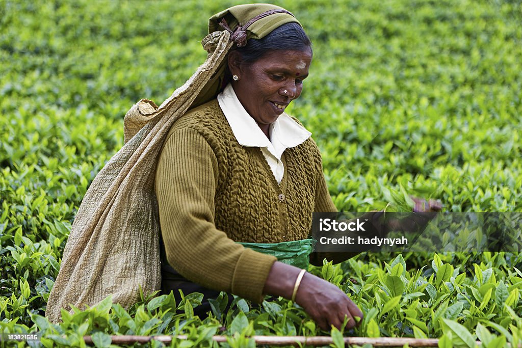 Tamil herbaty z koszem, pojazdy Sri Lanka - Zbiór zdjęć royalty-free (Azja)