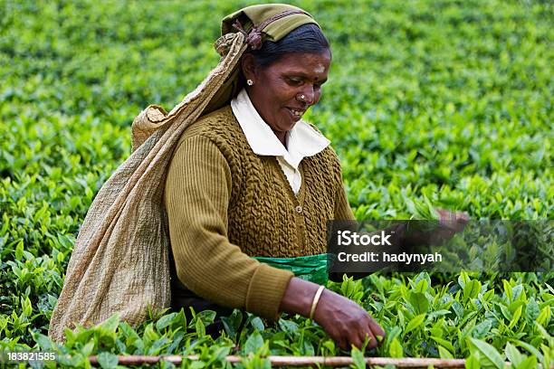 Tamil Herbaty Z Koszem Pojazdy Sri Lanka - zdjęcia stockowe i więcej obrazów Azja - Azja, Azjaci, Ciąć