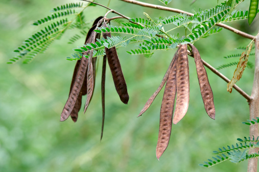 Acacia plant with seed