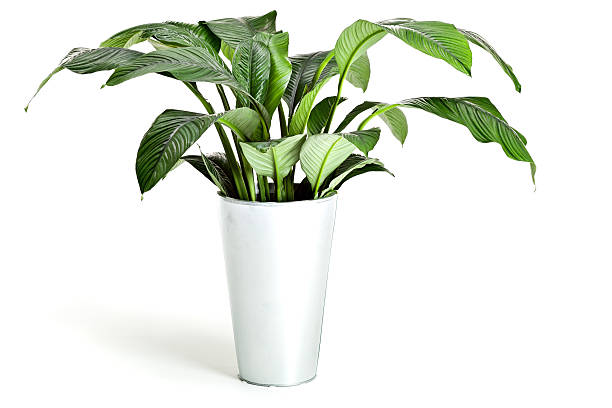 istock green plant in pot on white 183821809