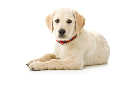 small dog isolated on white