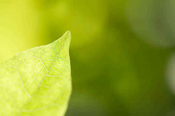 istock Close up of a leaf 183822041