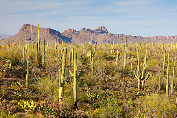 istock Sonoran Desert and Cactus 183822203