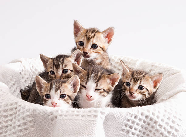 Puppy cats stock photo