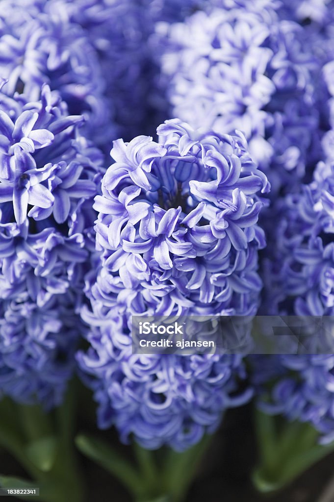 lupine, bluebonnet "lupine, bluebonnet" Beauty In Nature Stock Photo