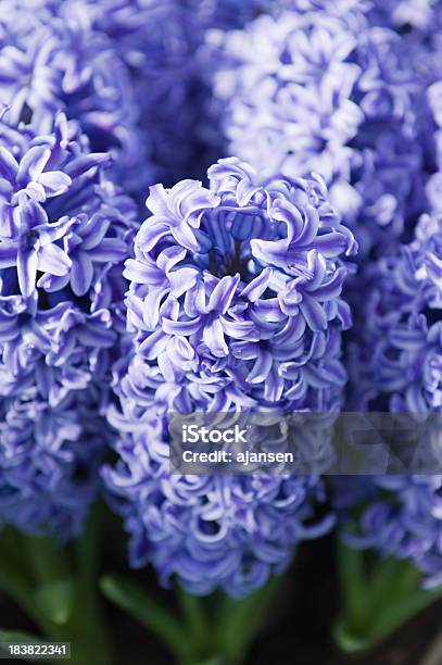 Lupine Bluebonnet Stock Photo - Download Image Now - Beauty In Nature, Blue, Bluebonnet