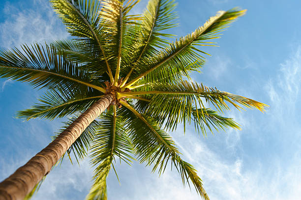 Palm Tree From Below stock photo