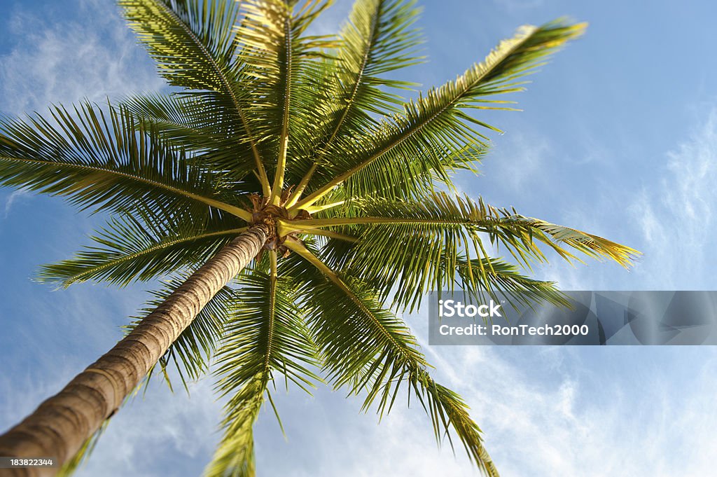 Palmeira de abaixo - Foto de stock de Palmeira royalty-free