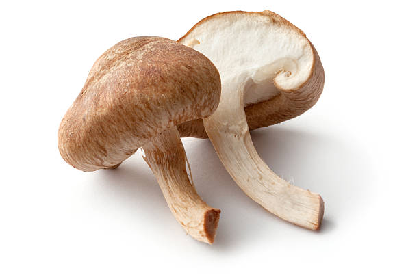 istock Mushrooms: Shiitake Mushrooms Isolated on White Background 183822400