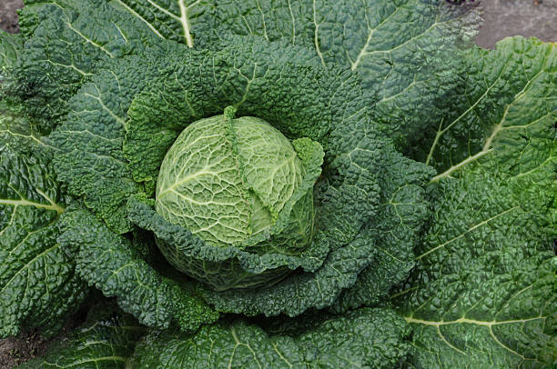 Cabbage Growing in a Garden stock photo