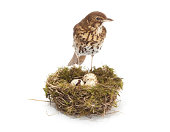 bird and nest