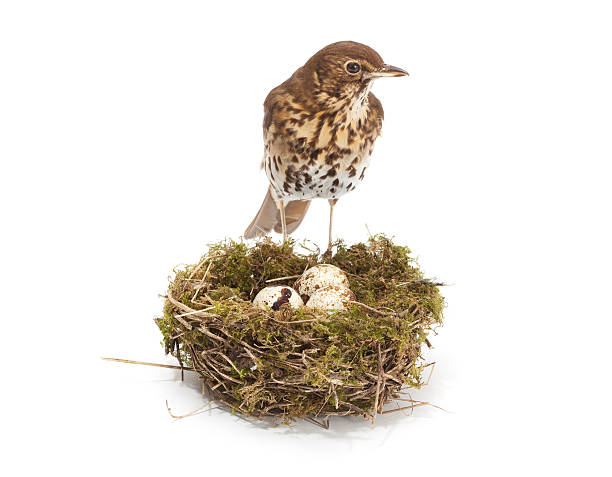bird and nest bird with nest and eggs birds nest photos stock pictures, royalty-free photos & images