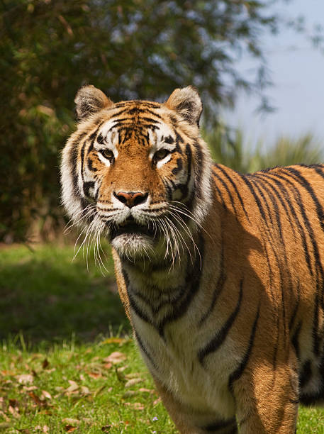 istock Majestic Bengal Tiger Vertical 183822644