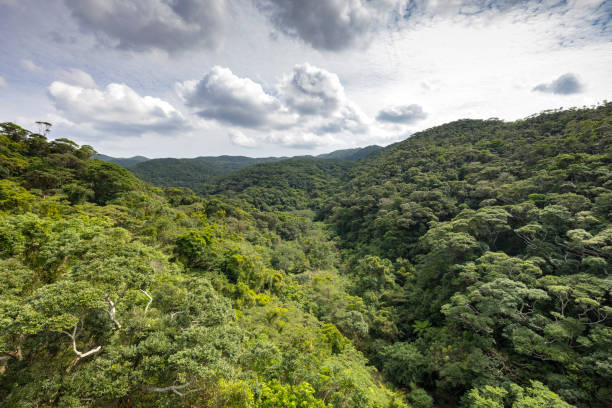 istock yambaru rainforest, okinawa, japan 1838228887