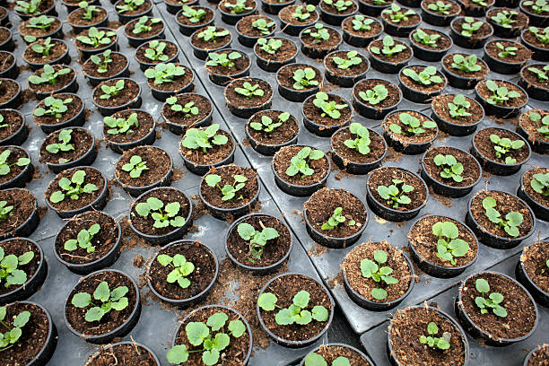 istock Rows of seedlings in pots 183823085