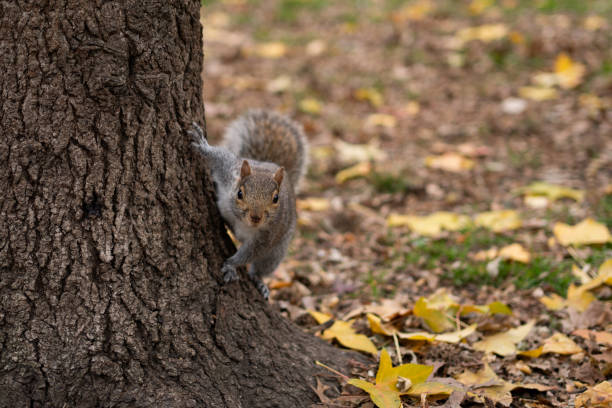 istock Little squirrel in the park 1838232444