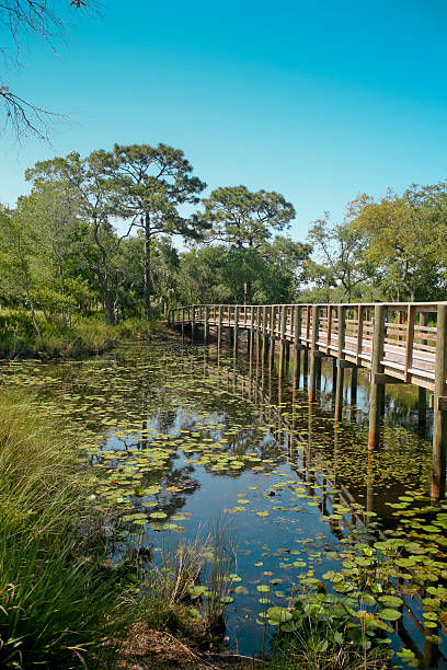 istock Boardwalk into over Tropical Lake 183823283