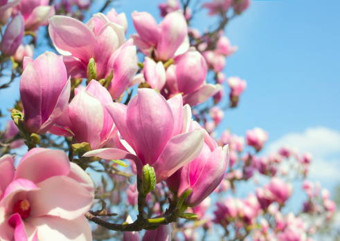 Pink magnolia flowers against blue sky. Please note: flowers in the left low corner is defocused.See also: