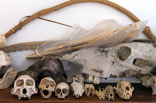 istock Gabon, Mayumba, animal bones from National Park. 183823385