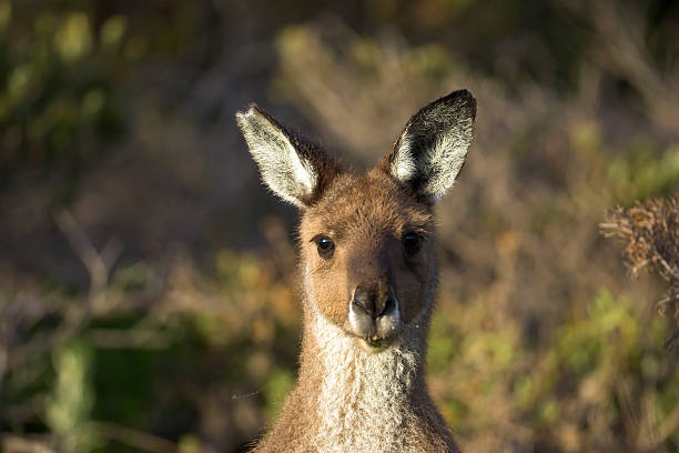 istock Kangaroo Face to Face Australian Marsupial. 183823503