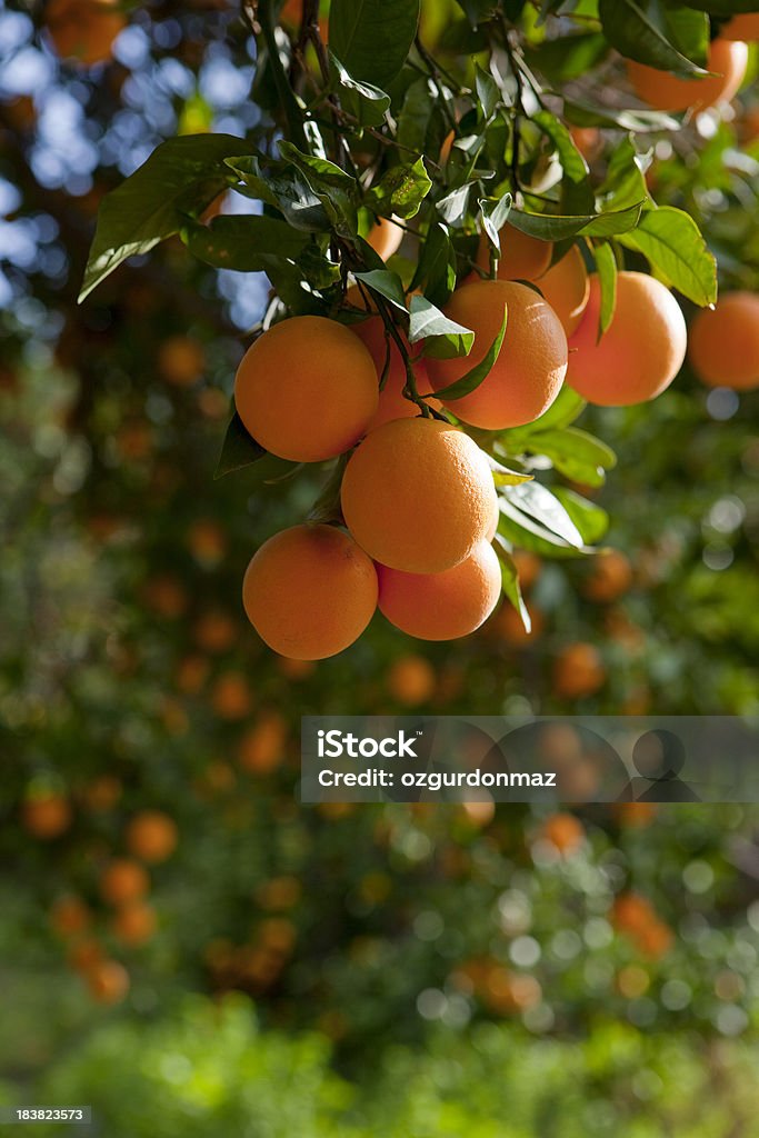 오렌지 나무 - 로열티 프리 오렌지-감귤류 과일 스톡 사진