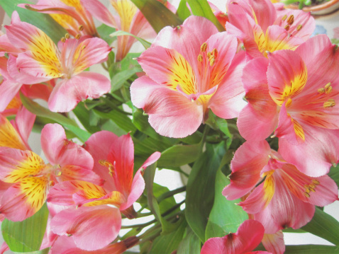 Closeup photo of a bouquet of hot pink alstromeria (also known as the Peruvian Lily).