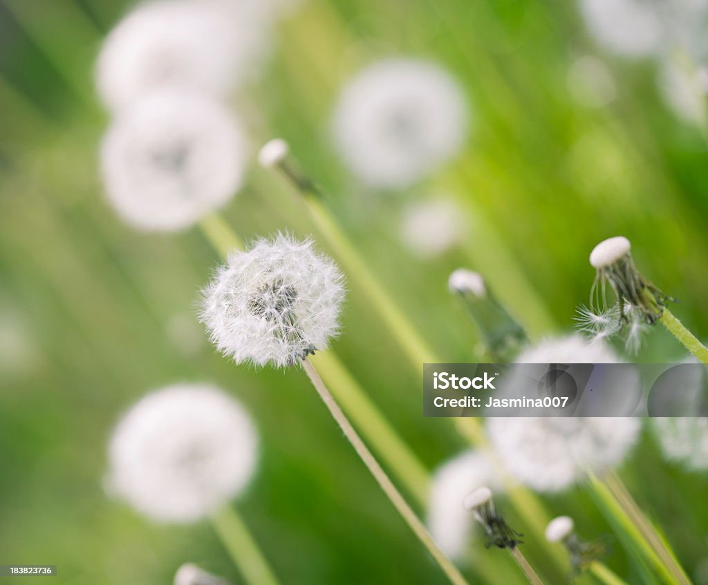 Dandelion field Agricultural Field Stock Photo