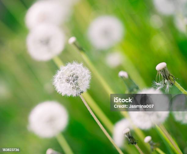 Dandelion Field Stock Photo - Download Image Now - Agricultural Field, Backgrounds, Beauty In Nature