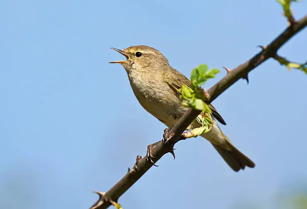 Common Chiffchaff (Phylloscopus collybita) singing. Canon 5D Mark II and 4. 500mm L Is.