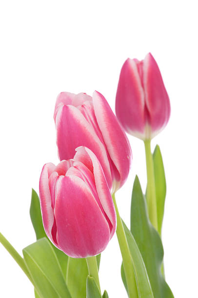 istock Pink tulips with white edges. 183823805
