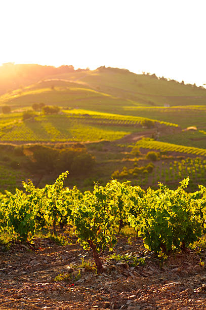 Southern French Vineyard at Sunset "French Vineyard at sunset in the Roussillon wine region of France. Wine region is near Collioure, Southern France." collioure stock pictures, royalty-free photos & images