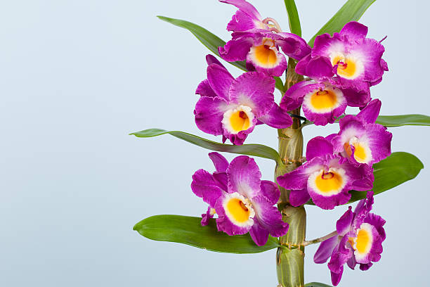 дендробиум орхидея - dendrobium стоковые фото и изображения