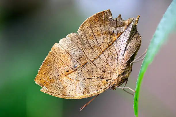 "Dead Leaf Butterfly is a nymphalid butterfly found in tropical Asia. With wings closed, it closely resembles a dry leaf with dark veins and is a spectacular example of camouflage."