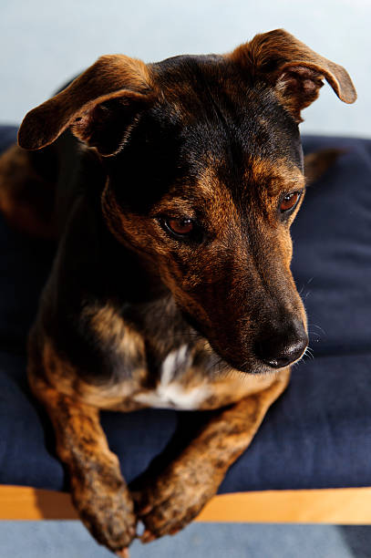 istock Dog resting on stool staring into distance 183824222
