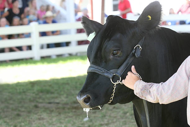 dirección - halter fotografías e imágenes de stock